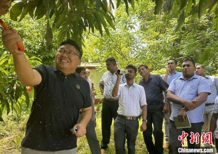 項目組芒果專家在種植園開展現(xiàn)場培訓?！≈兴鼓夏虾献鲗＜医M供圖