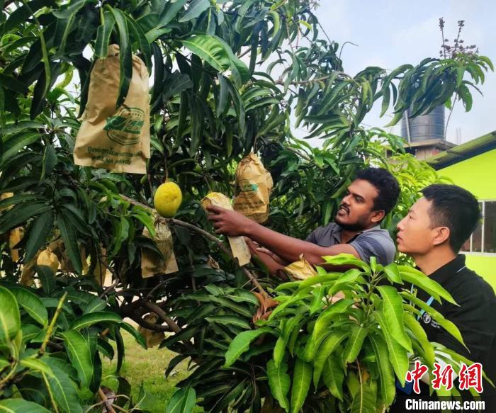 項目組專家在一處芒果生產(chǎn)基地開展田間病蟲害防控指導?！≈兴鼓夏虾献鲗＜医M供圖