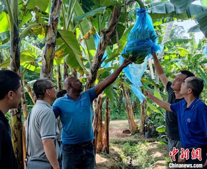 中國專家在斯里蘭卡一處種植園查看香蕉生長情況?！≈兴鼓夏虾献鲗＜医M供圖